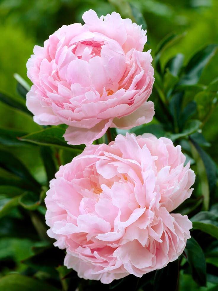 Whispers of Dawn Pastel Arrangement